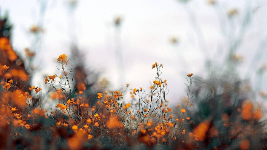 Fall Aesthetic Orange Flowers Wallpaper