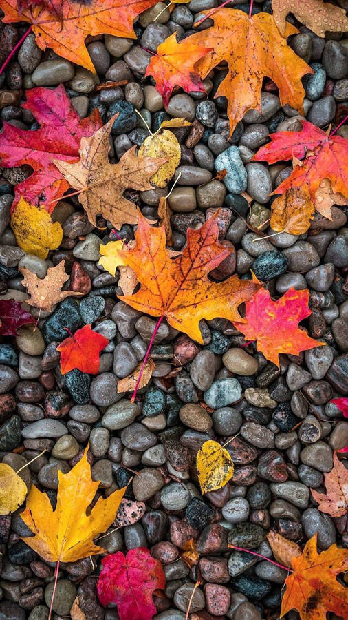 Fall Foliage On Pebbles Oneplus 9r Wallpaper