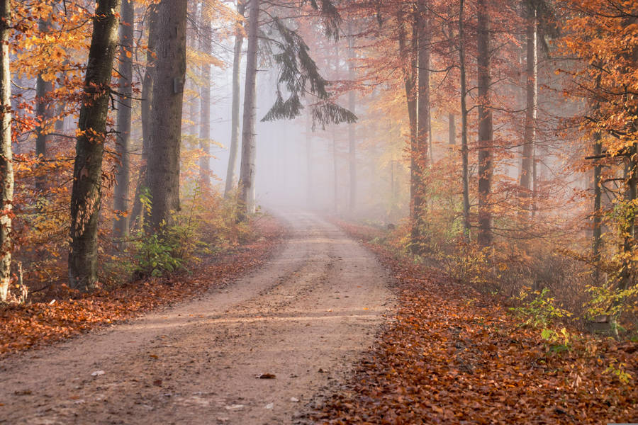 Fall Leaves Forest Trail Wallpaper