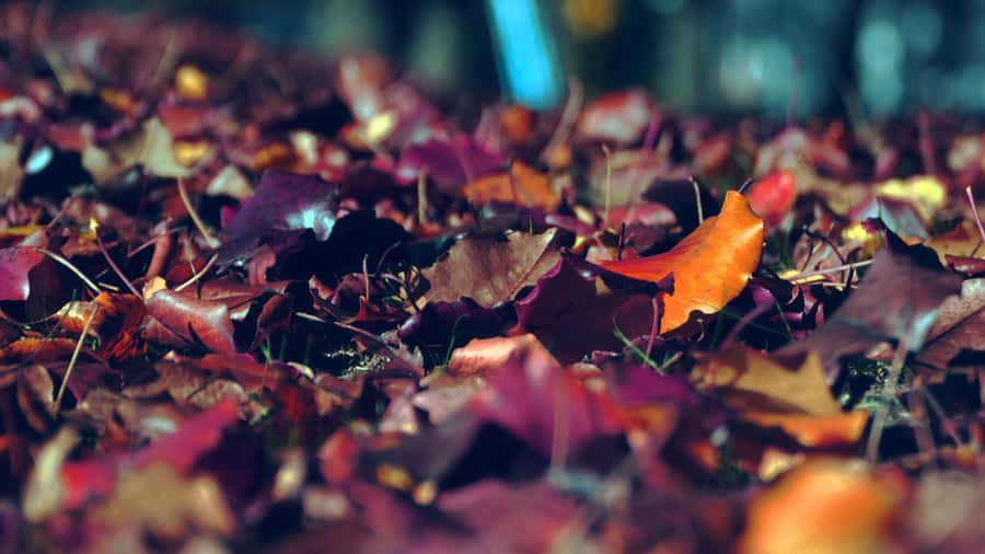 Fallen Maple Leaves Natural Background Wallpaper