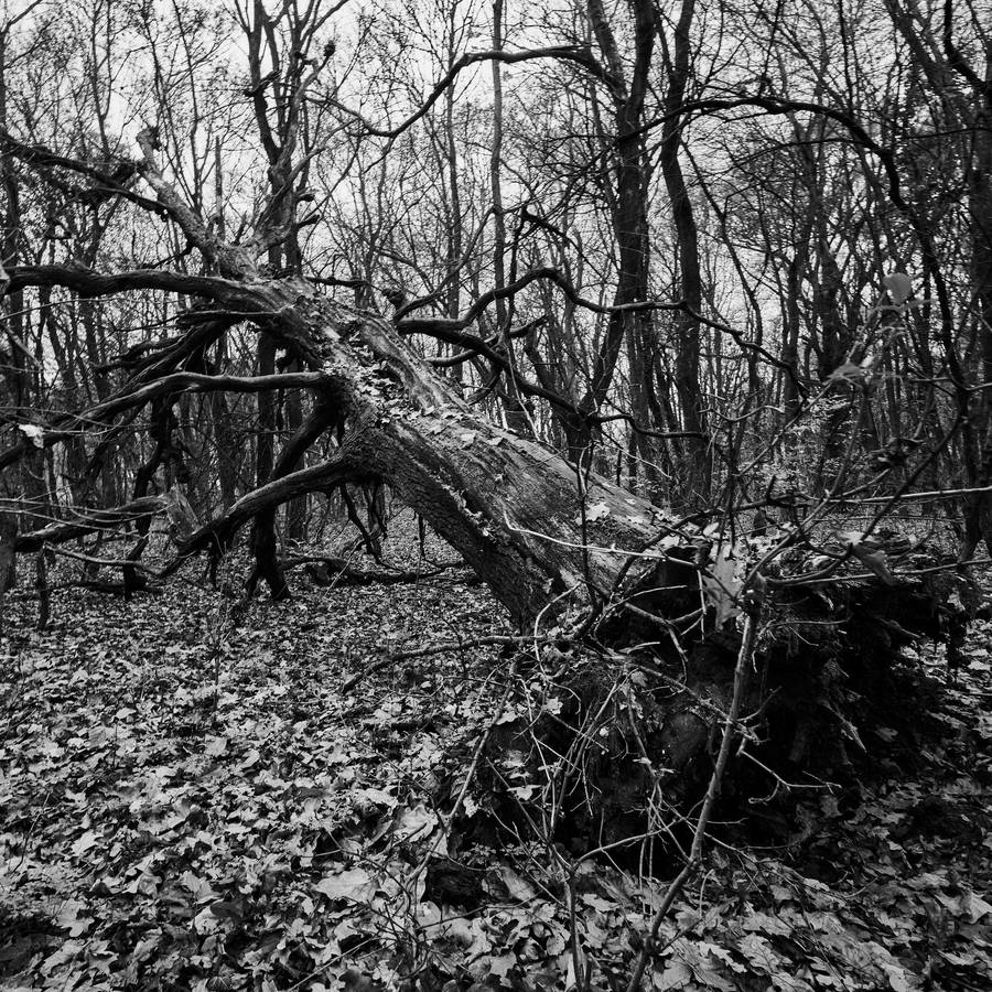 Fallen Tree In Slovakia Wallpaper