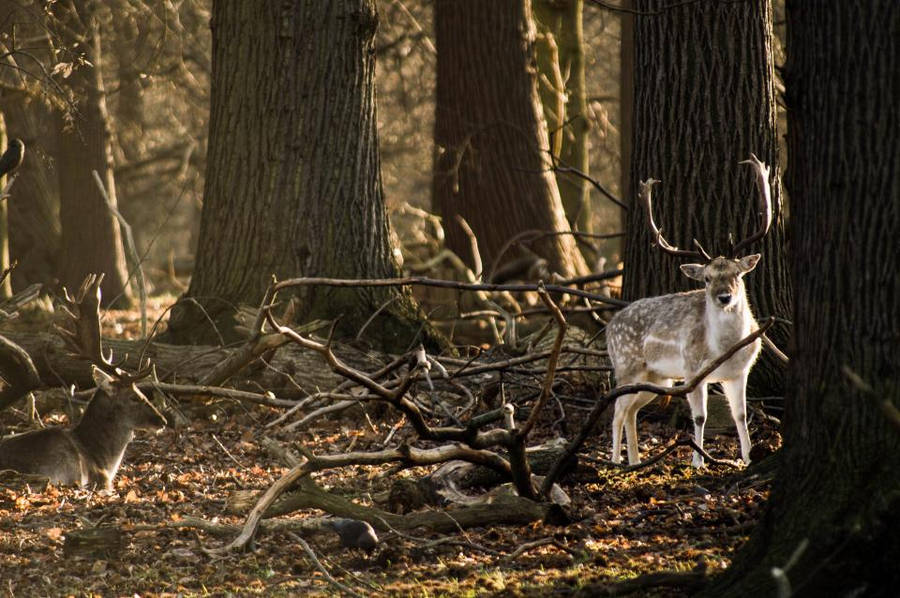 Fallow Deer In Forest Deer Hunting Wallpaper
