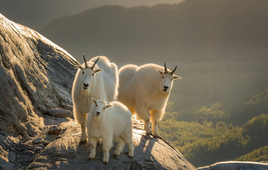 Family Of White-haired Goats Grazing In A Green Field Wallpaper