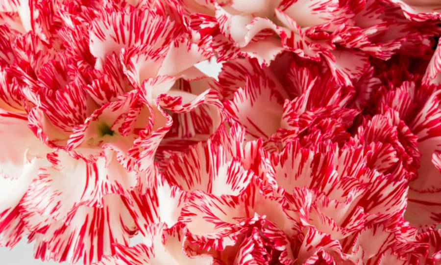 Fancy Carnation Peppermint Wallpaper