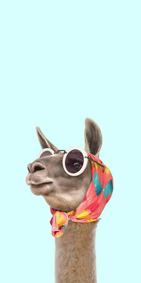 Fancy Luxurious Llama Wallpaper