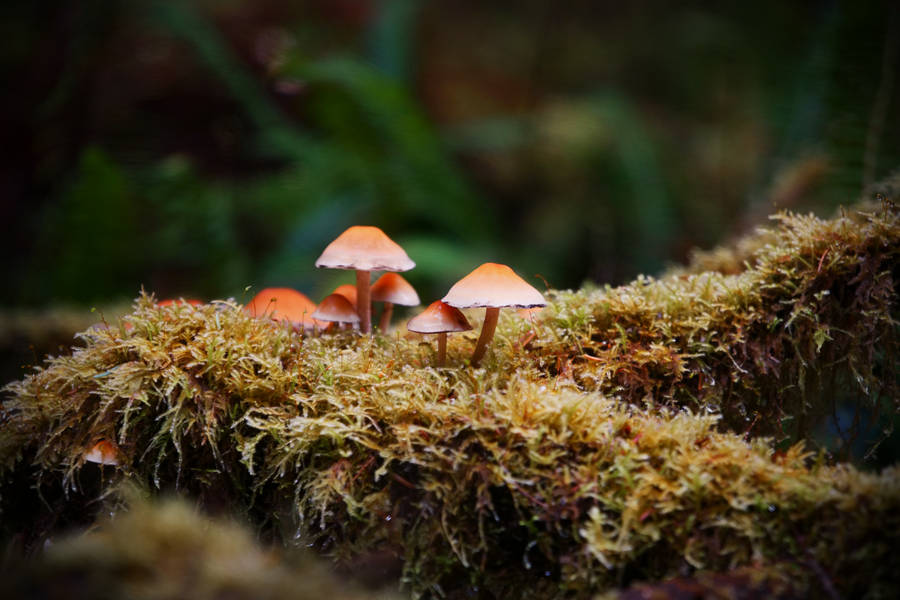 Fantastical Umbrella Shaped Mushroom Emerges From The Forest Floor Wallpaper