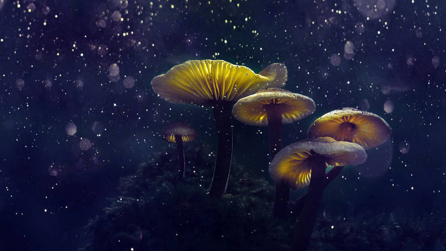 Fantasy Mushroom Aesthetic Wallpaper