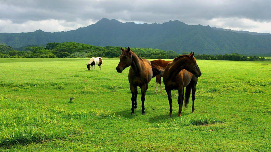 Farm Animal Brown Sturdy Horses Wallpaper