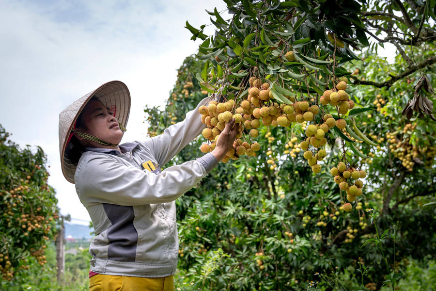 Farmer Longan Plants Wallpaper