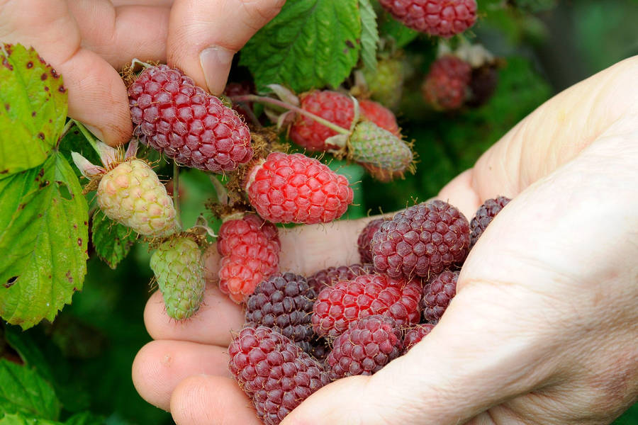 Farmer's Hand Picking Loganberries Wallpaper