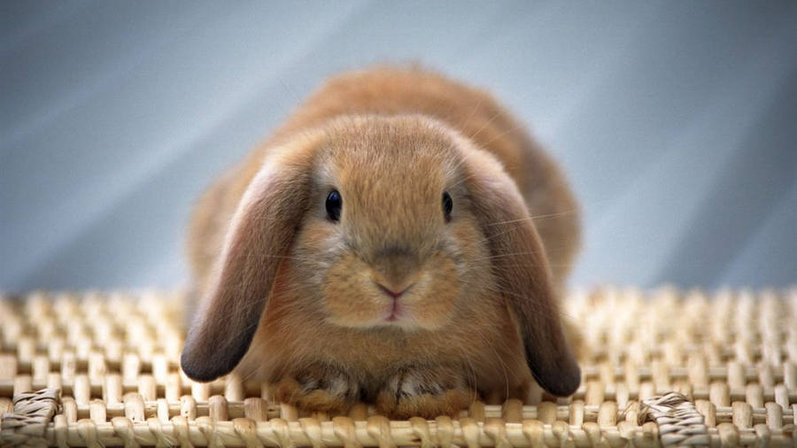 Fat Big Brown Bunny Wallpaper