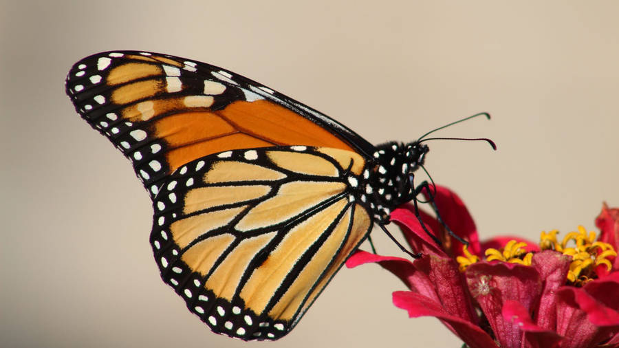 Feeding Aesthetic Orange Butterfly Closeup Wallpaper