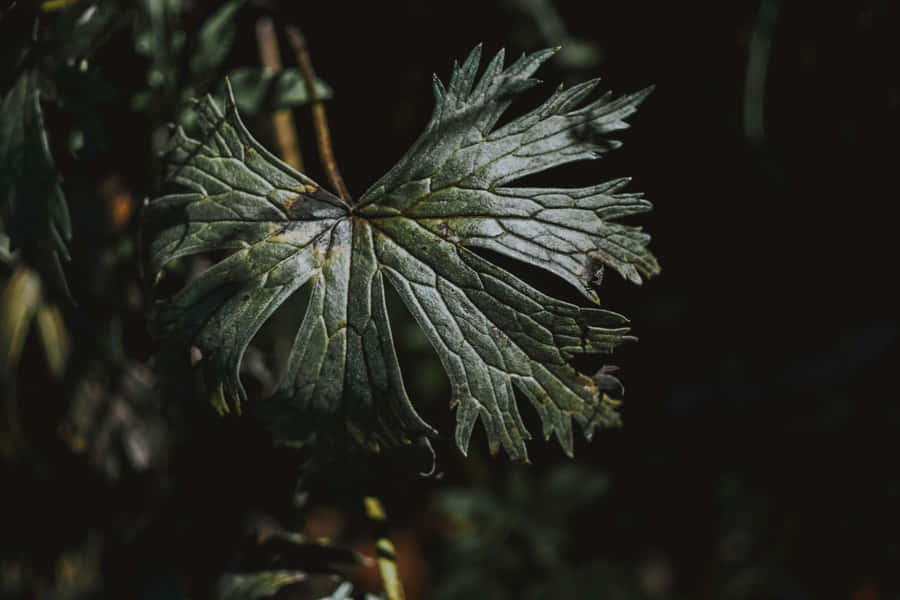 Feel In Awe Of Nature's Dark Beauty Wallpaper