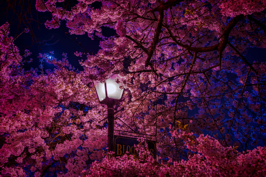 Feel The Night Breeze And Fall In Love With The Beauty Of A Cherry Blossom. Wallpaper