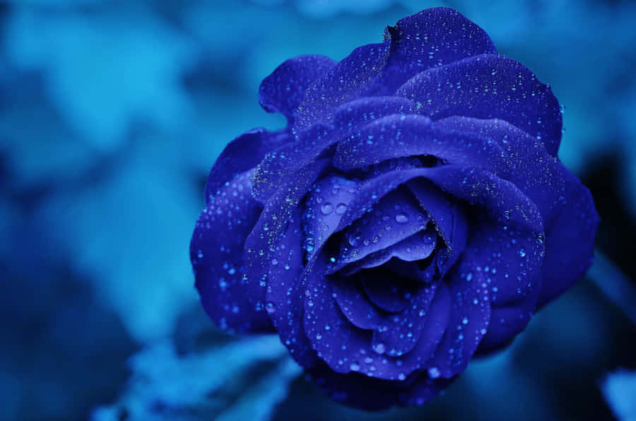 Feeling Blue? This Blue Rose Is Perfect For Any Occasion Wallpaper