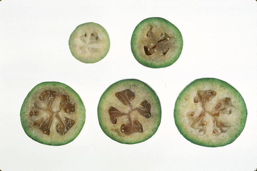 Feijoa Maturity: Cross-section Wallpaper