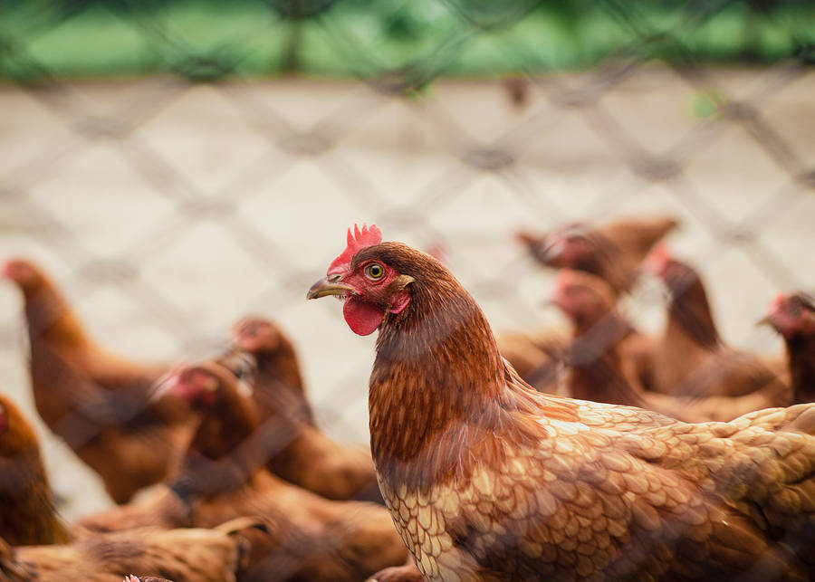 Fence Hen Wallpaper