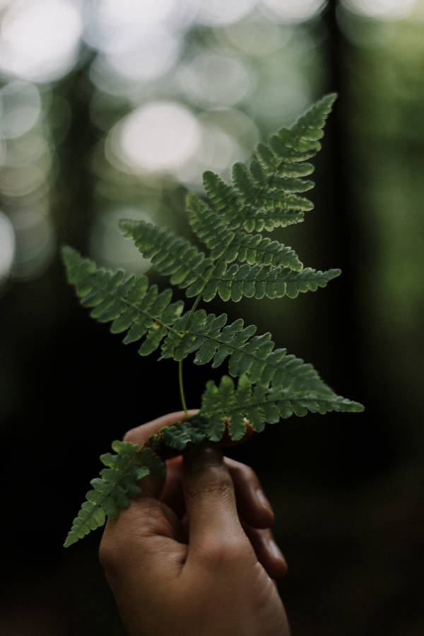 Fern Greenery Leaf Wallpaper