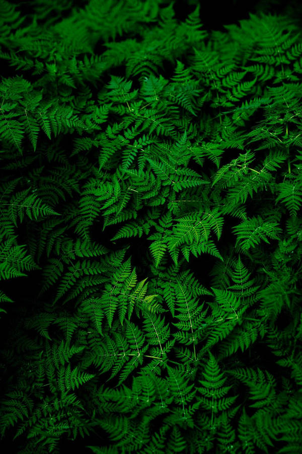 Fern Leaves All Best Wallpaper