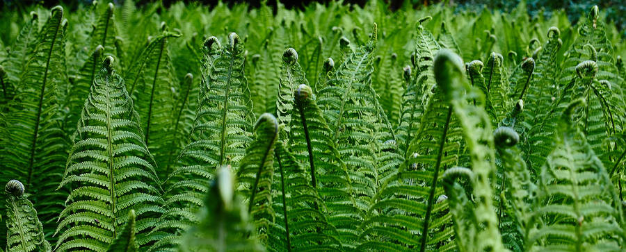 Ferns Green Leaves Wallpaper