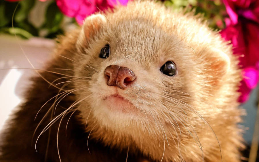 Ferret Brown Nose Wallpaper