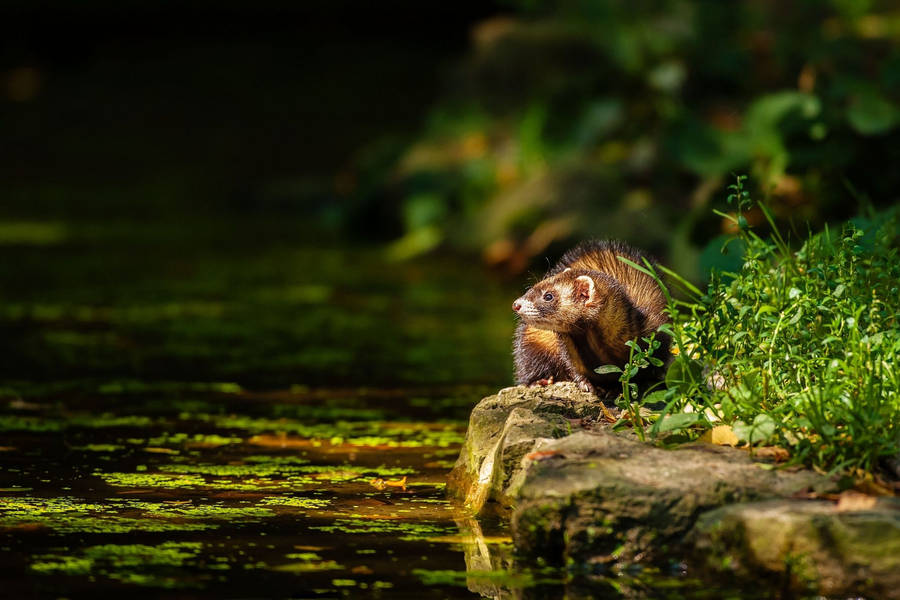 Ferret Dark Pond Wallpaper