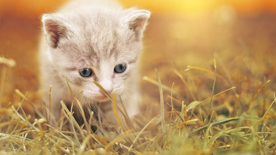 Field Cute Cat Hd Wallpaper