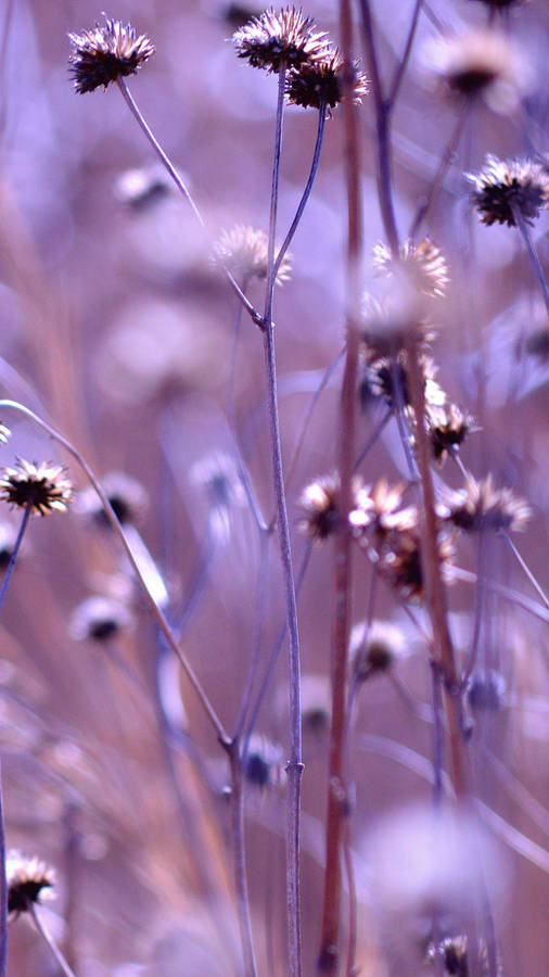 Field Of Aesthetic Purple Flower Wallpaper