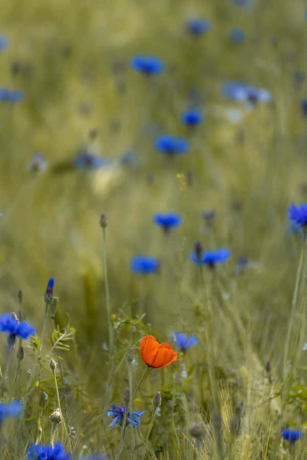 Field Of Blue Flowers Phone Wallpaper