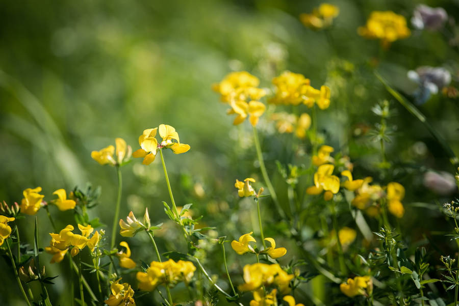 Field Of Fenugreek Flowers Wallpaper