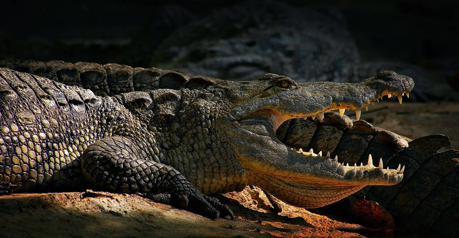 Fierce Caiman Walking Wallpaper