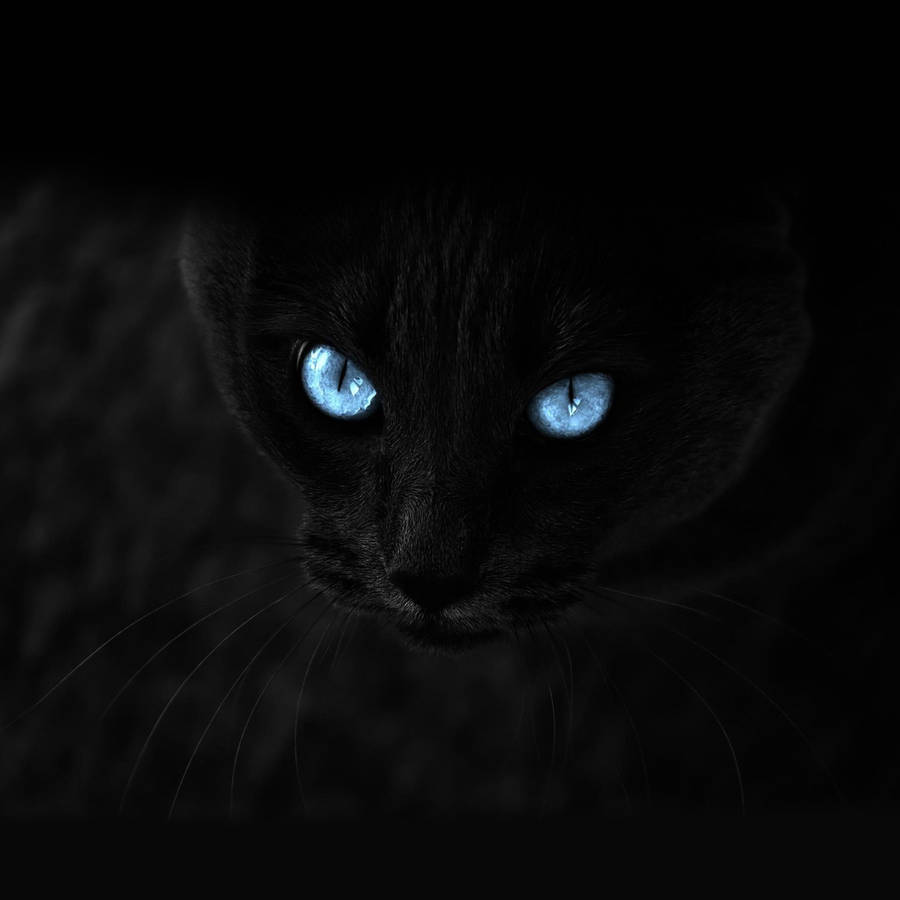 Fierce Cat Eyes Screen Saver Wallpaper