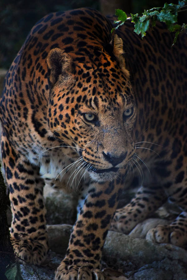 Fierce Leopard Animal Wallpaper