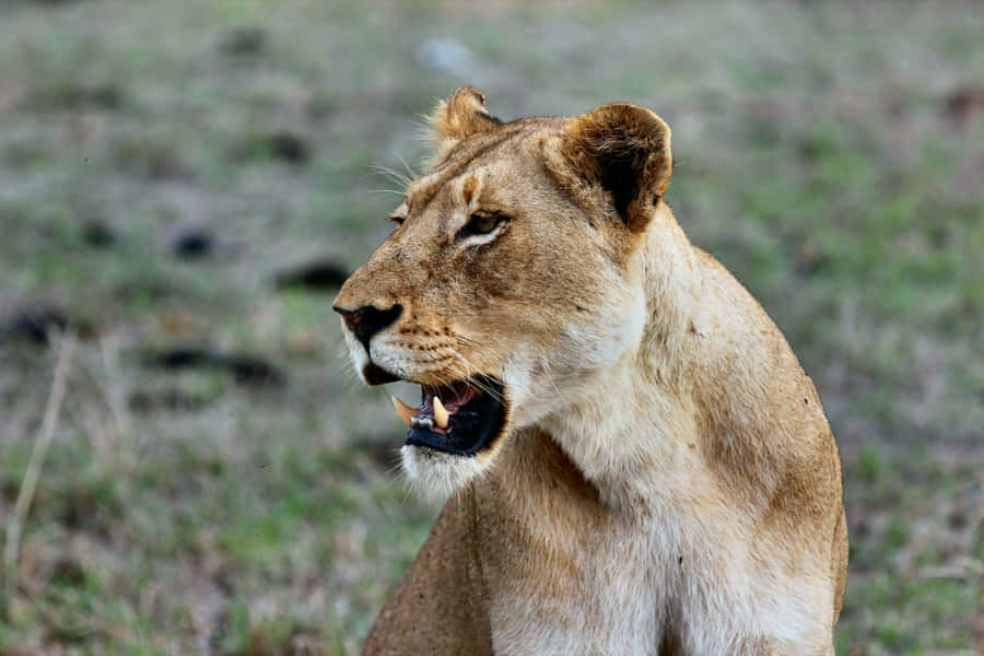 Fierce Lioness Growling Wallpaper