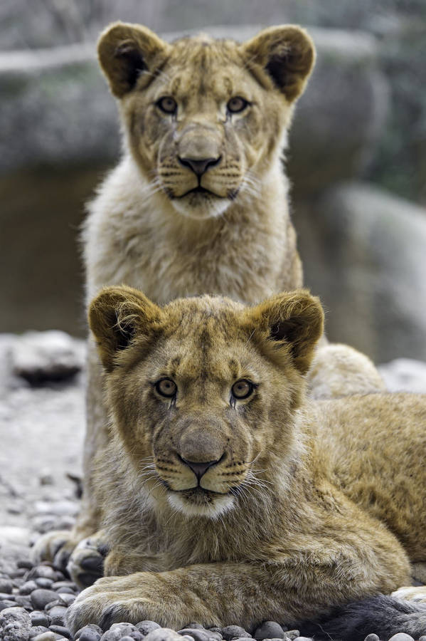 Fierce Looking Baby Lions Wallpaper