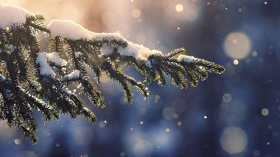 Fir Tree Christmas Laptop Wallpaper