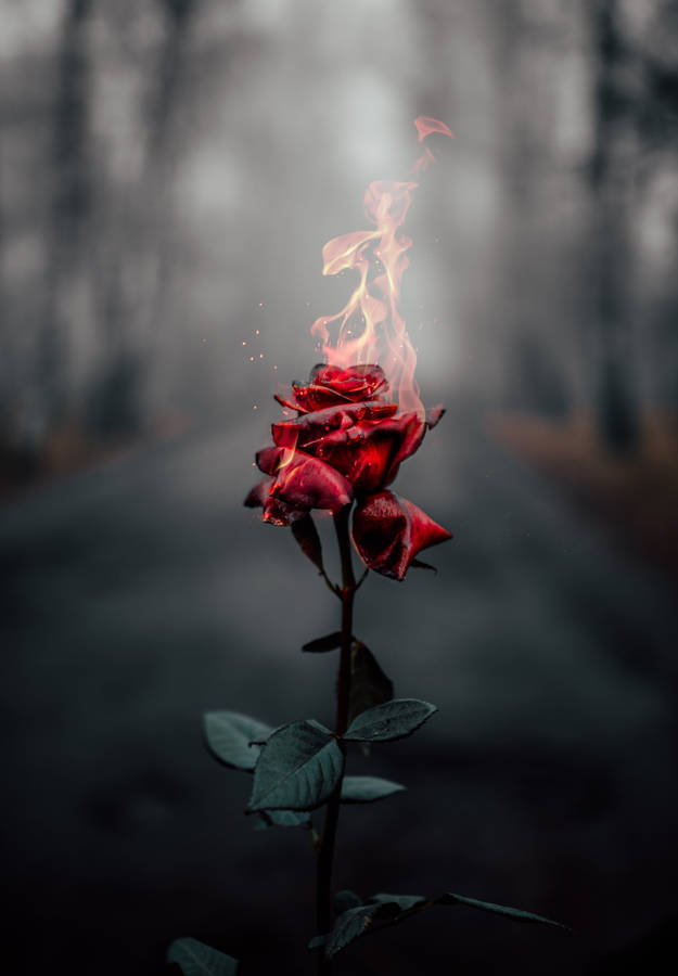 Fire Burning Rose Flower Mobile Wallpaper