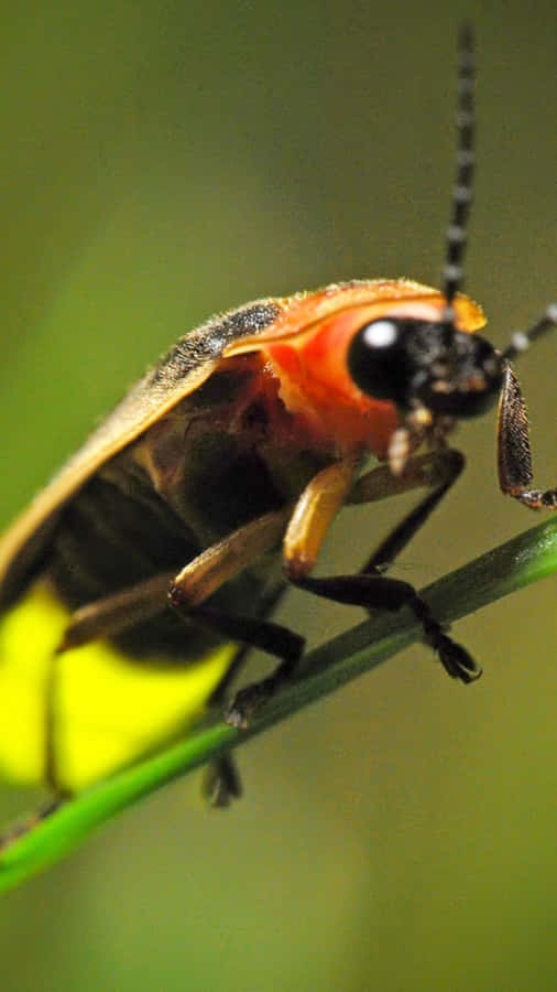 Firefly Close Up Macro Wallpaper