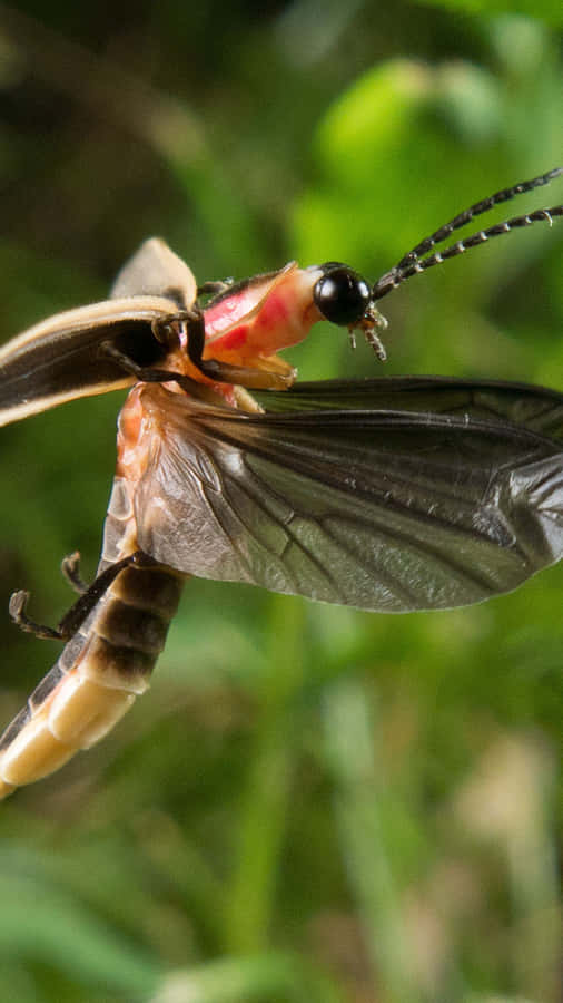 Firefly In Flight Close Up Wallpaper