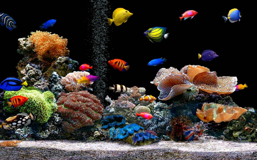 Fish Tank Live 3d Wallpaper