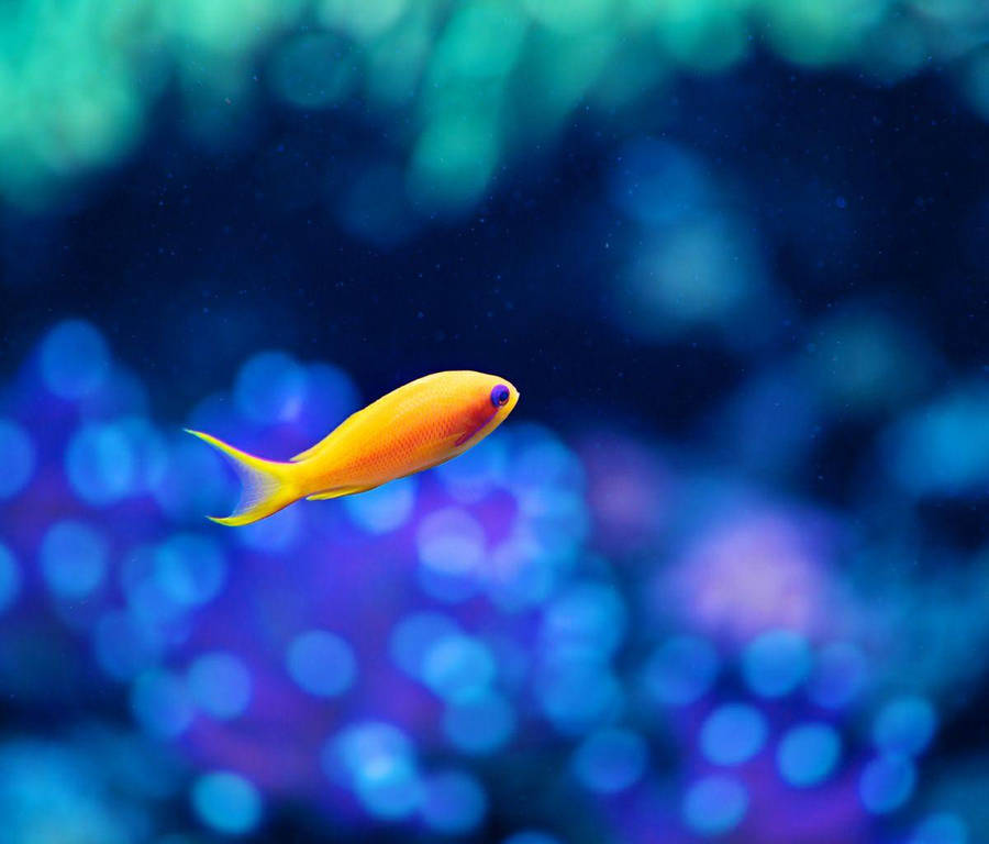 Fish Underwater On Galaxy Tablet Wallpaper