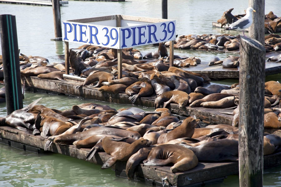 Fishermans Wharf Pier 39 Wallpaper