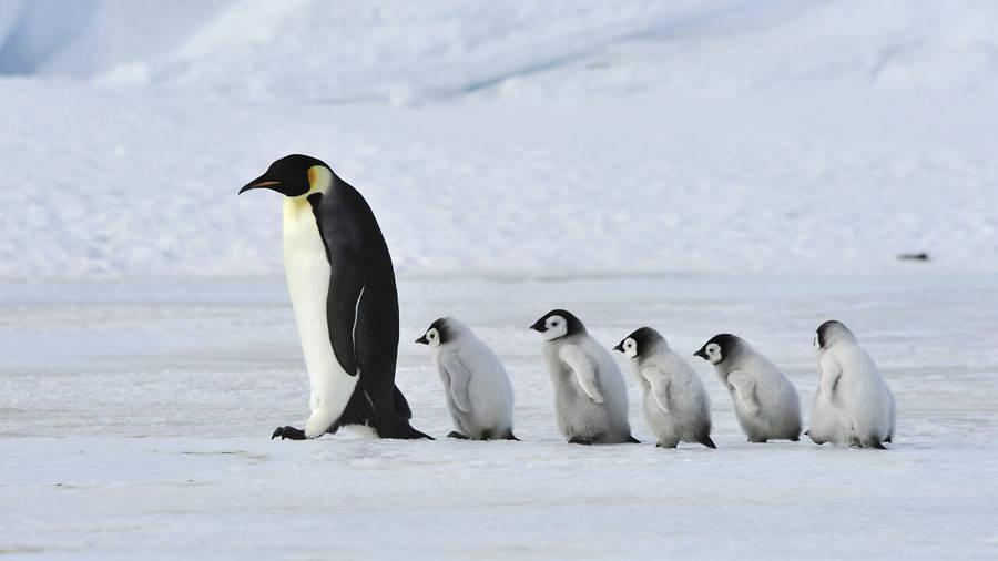 Five Baby Penguins Following An Adult Wallpaper