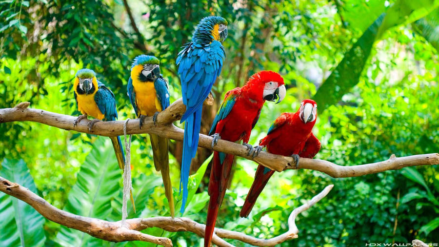 Five Macaw Parrots Wallpaper