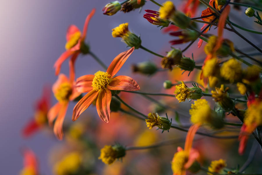 Five-petaled Orange And Yellow Flowers Wallpaper