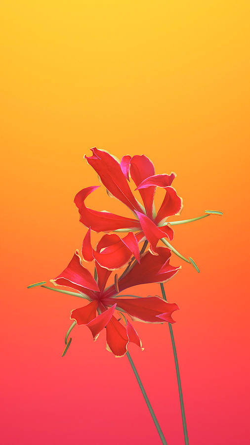 Flame Lily Ios 6 Wallpaper