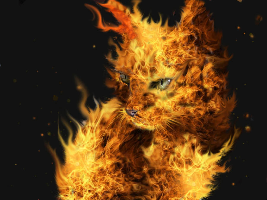 Flaming Cat Fire Background Wallpaper