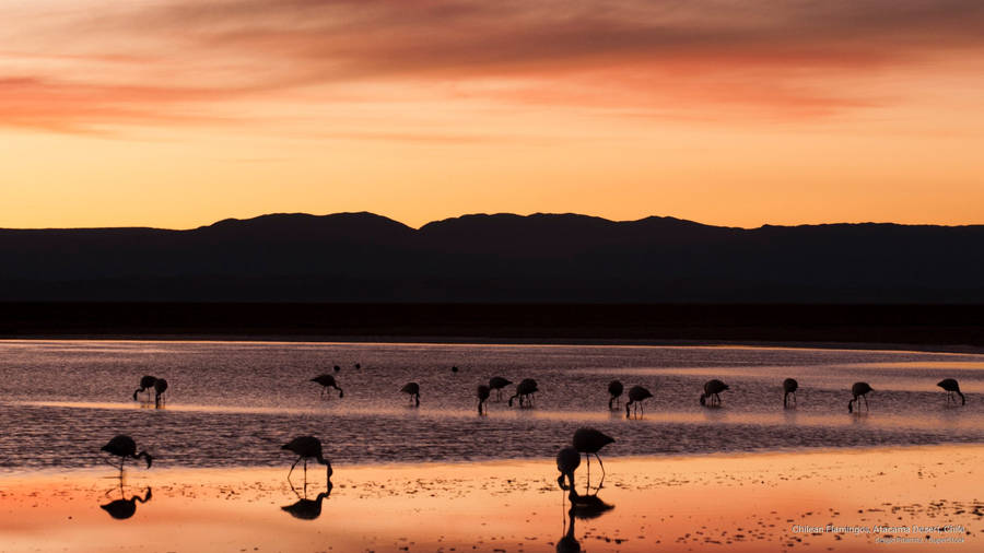Flamingos In Atacama Desert, Chile Wallpaper