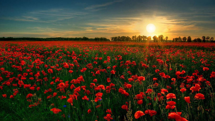 Flanders Poppy Field Wallpaper