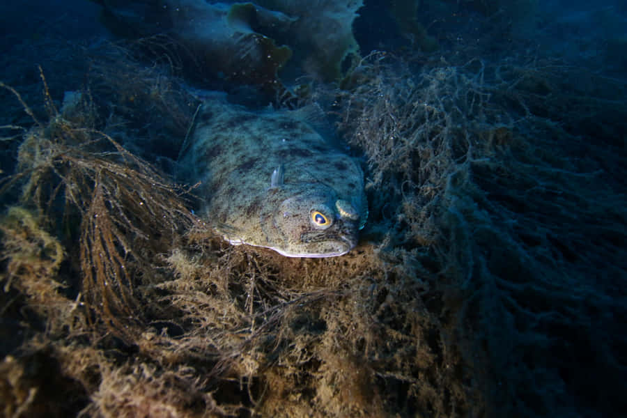 Flatfish Camouflage Underwater Wallpaper